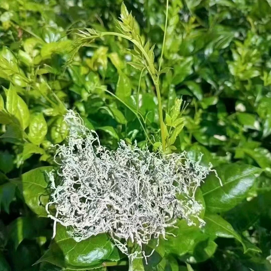土家莓茶阿询