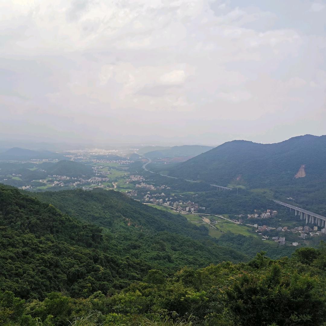 野鸭子