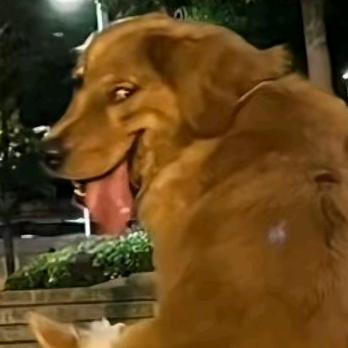 我会假装玩sm然后真的把你打死