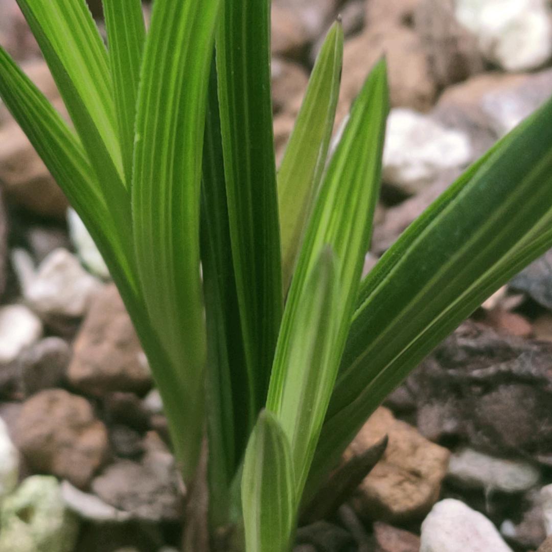 关 中 老 王小号