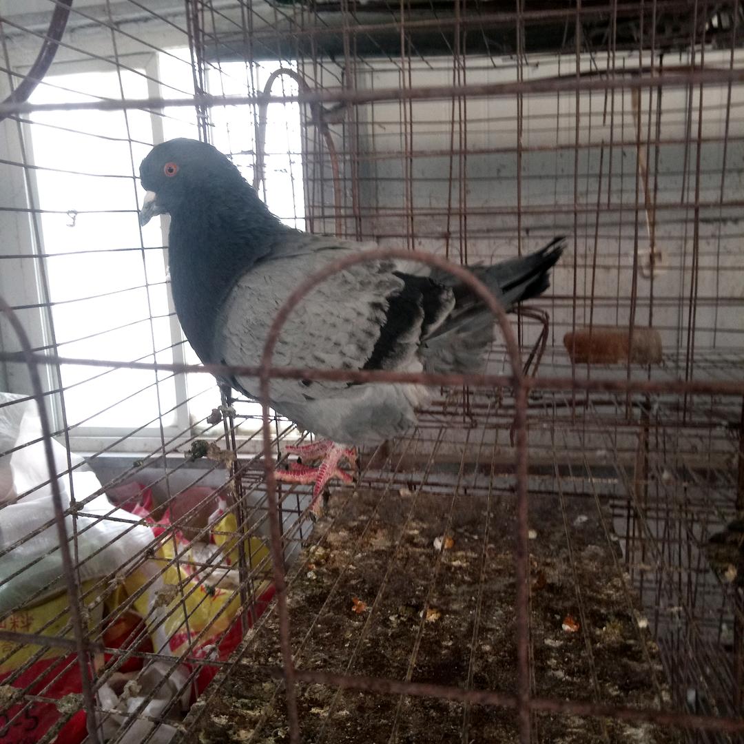 米玛诗鸽子