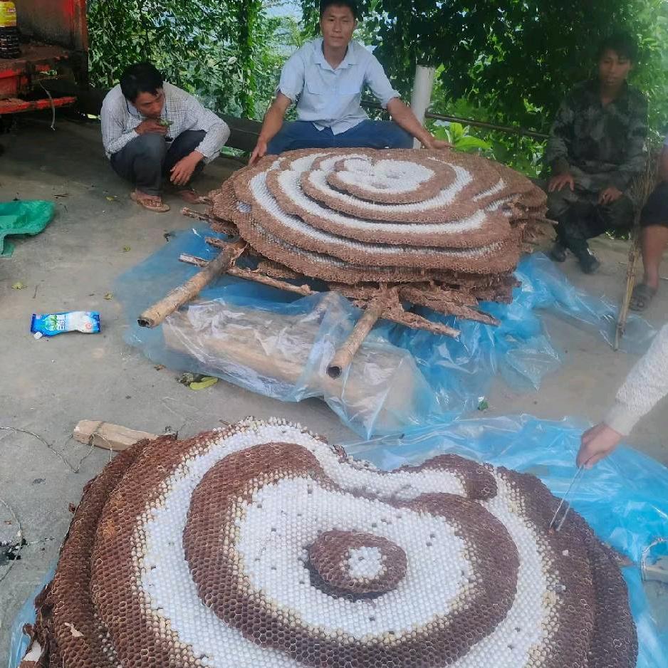 蜂乐哥1