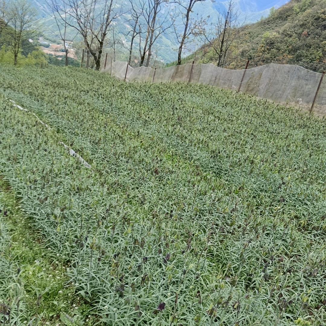 职业农民（轩哥）