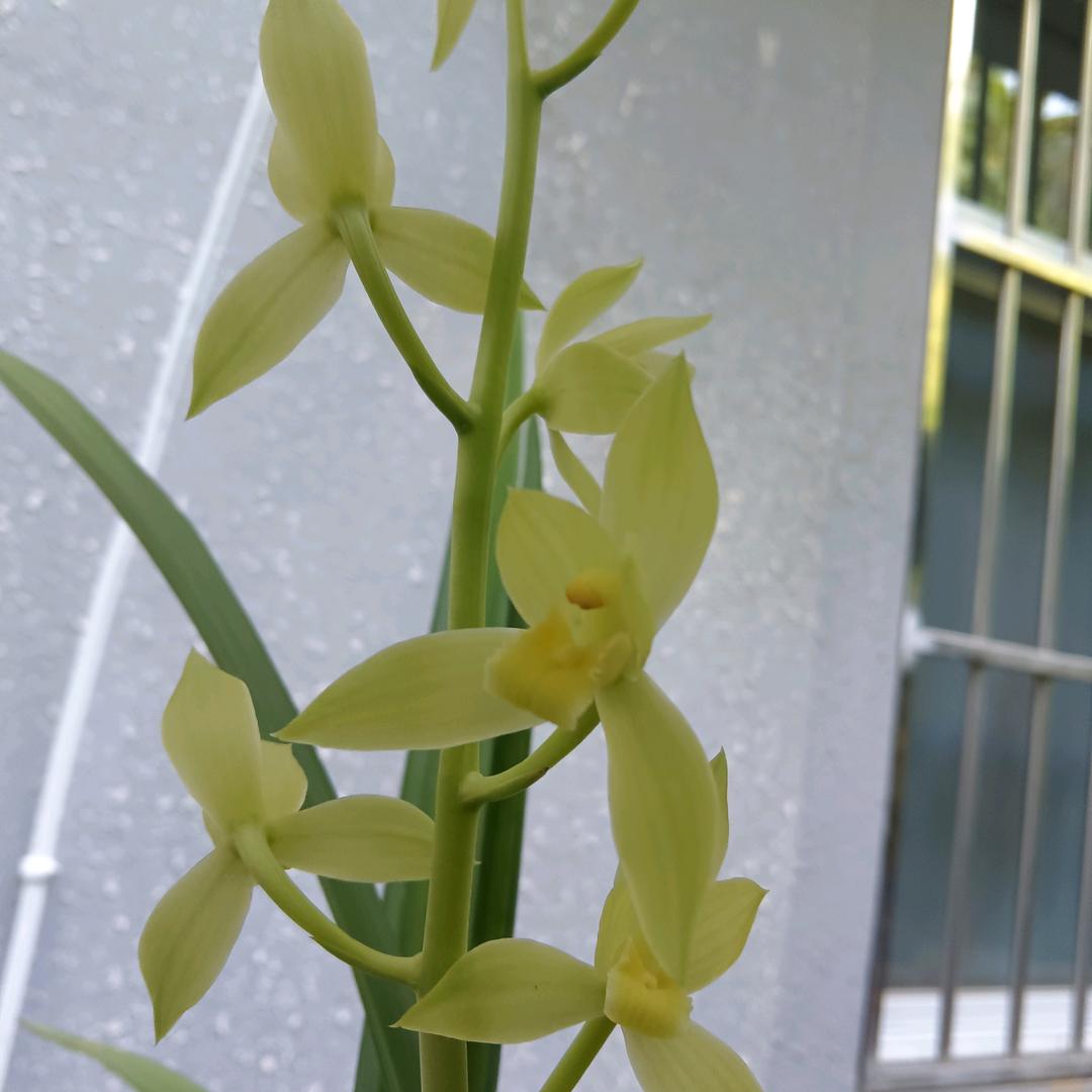 优选兰茶