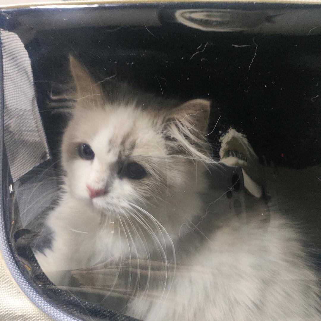 木薯（三角洲跑刀）