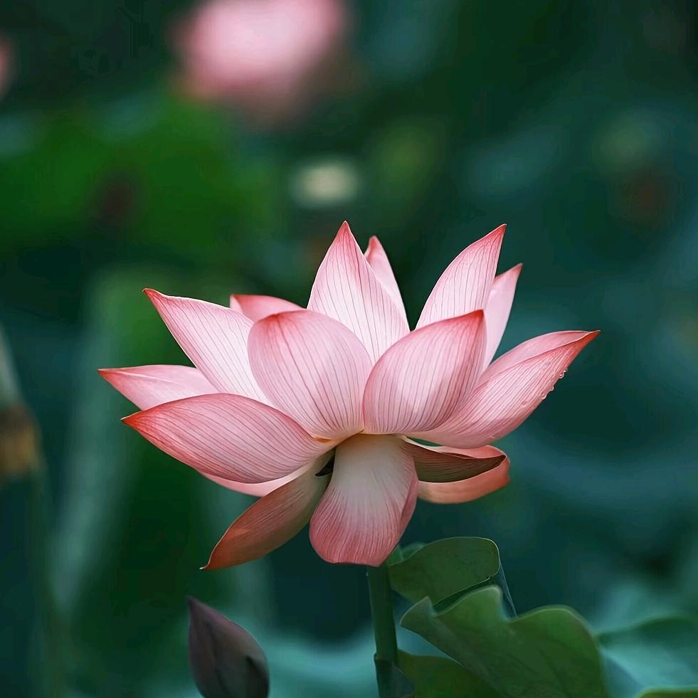 小鱼