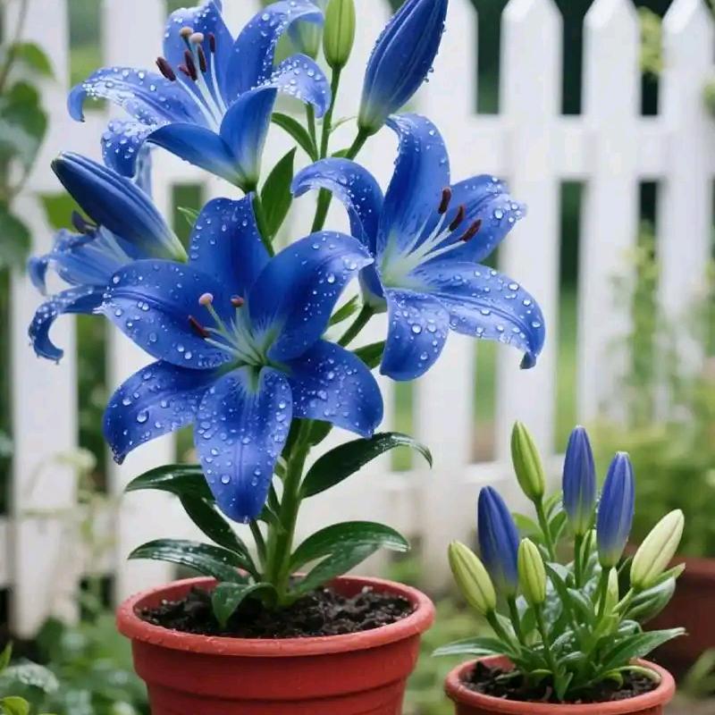 女装分享的头像