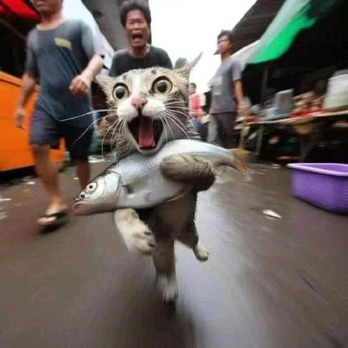 小黑
