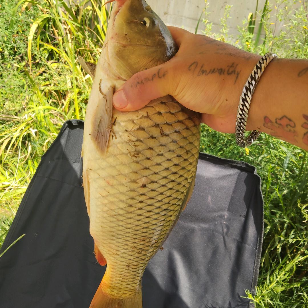 🎣爱钓鱼的小郭🎣