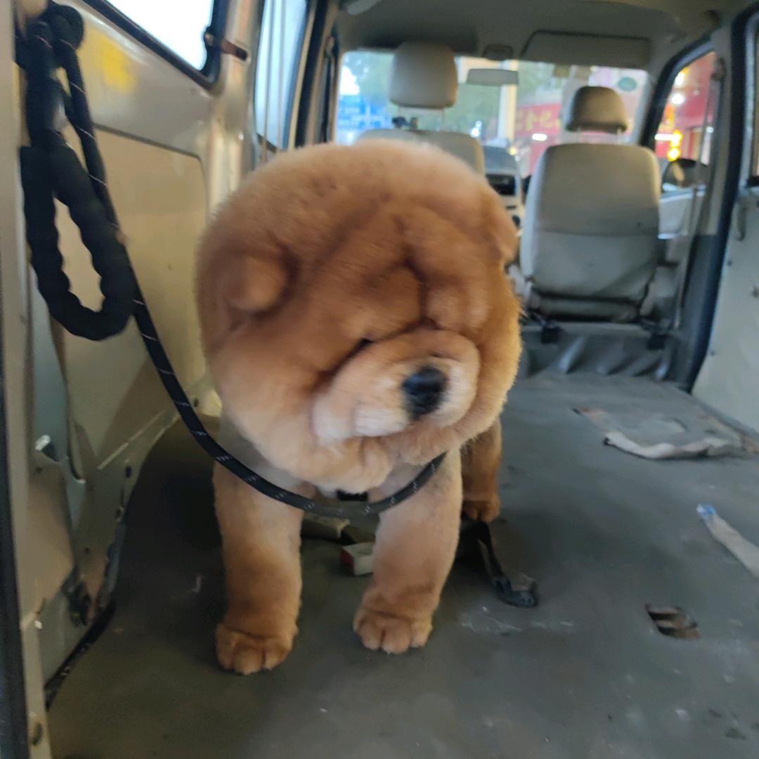 大炮犬业🐶专注，五红犬