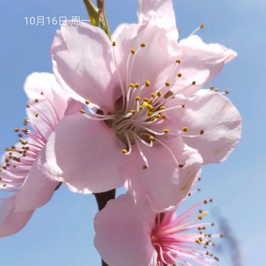 小玲子