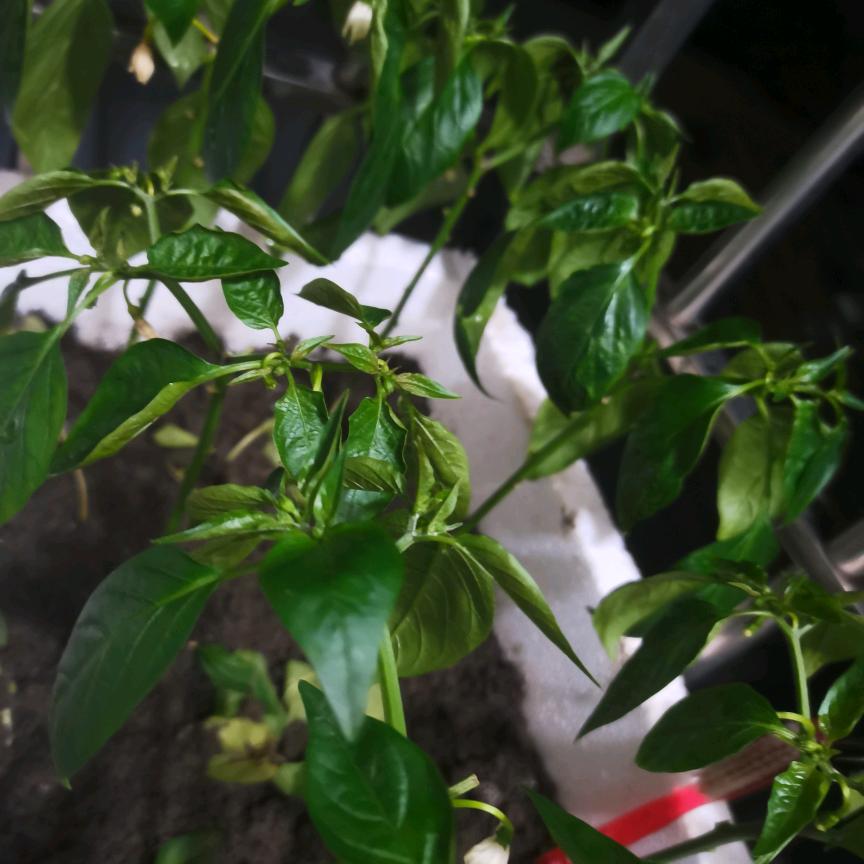 过好每一天🍎🌶
