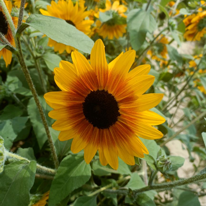花，。