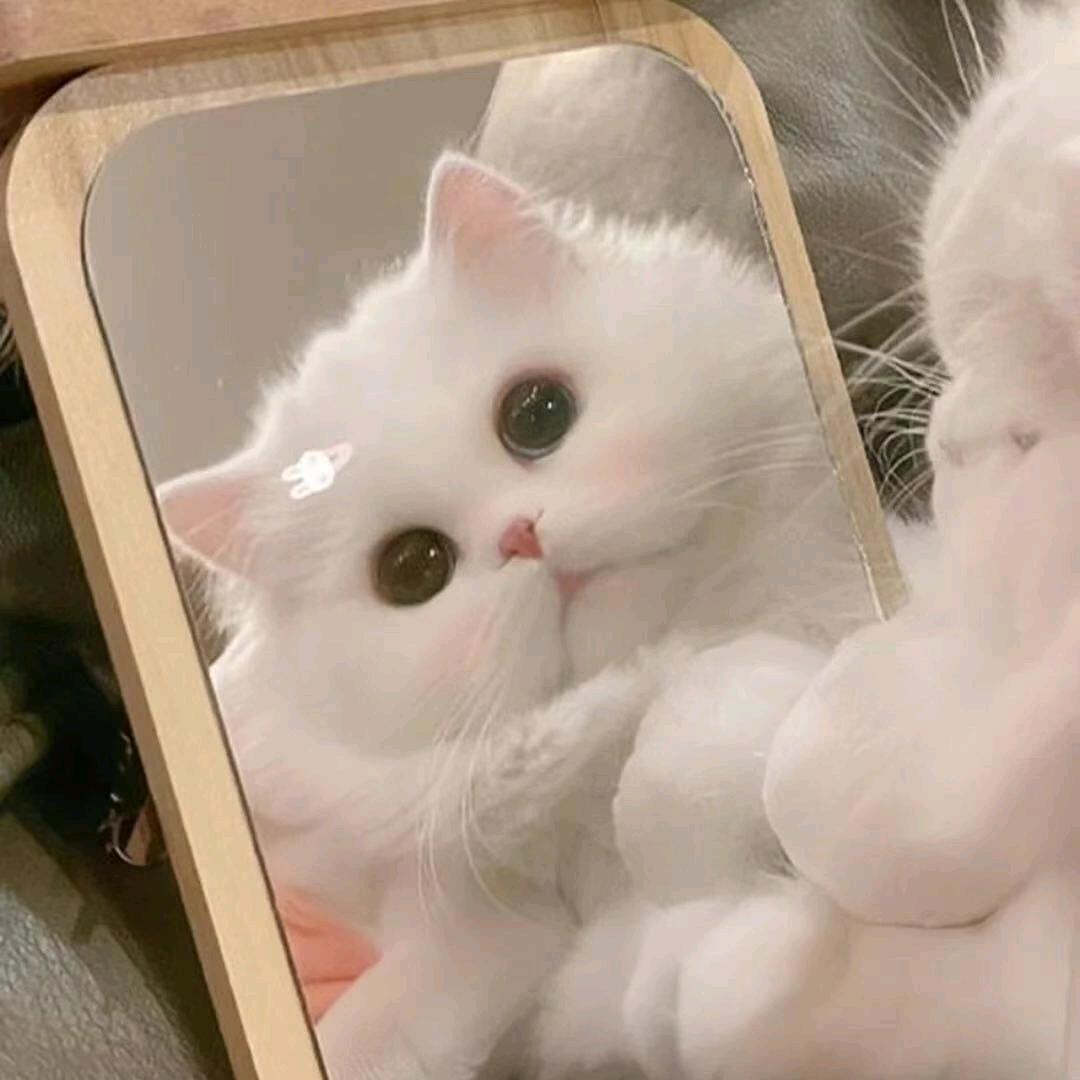 王者荣耀~软萌小猫