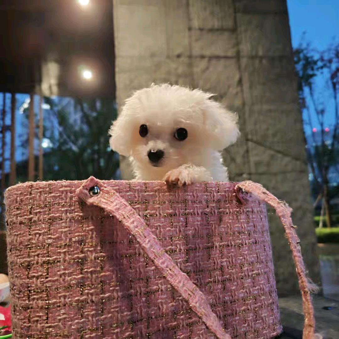 小羊森森