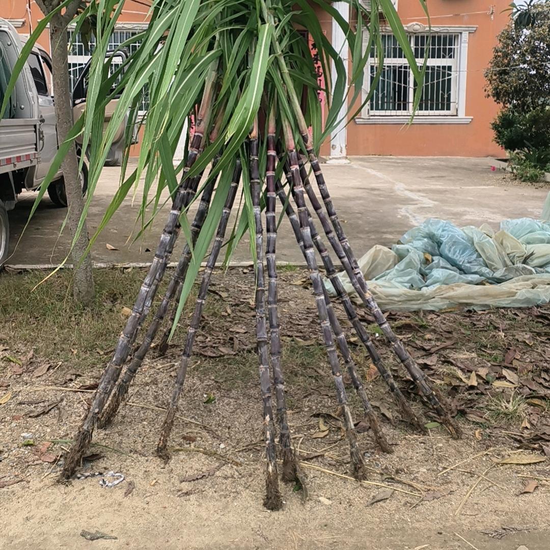 双井新农人