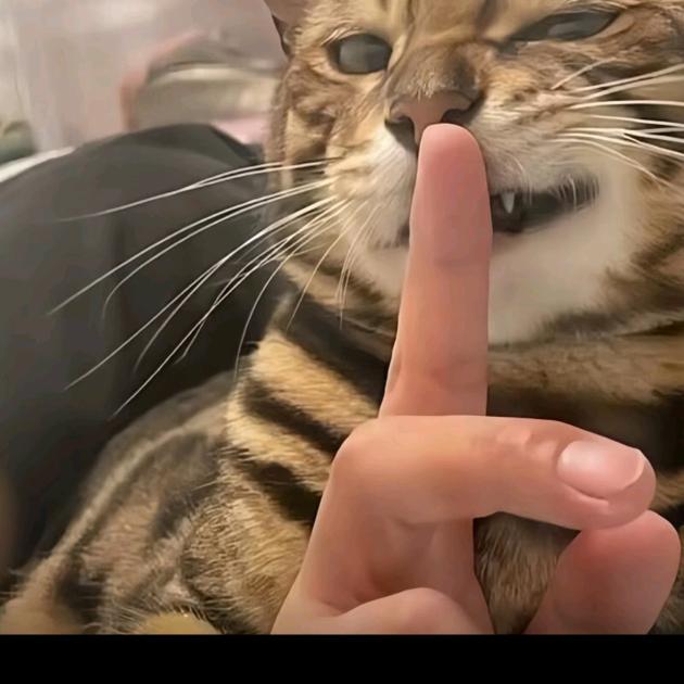 遮阳伞