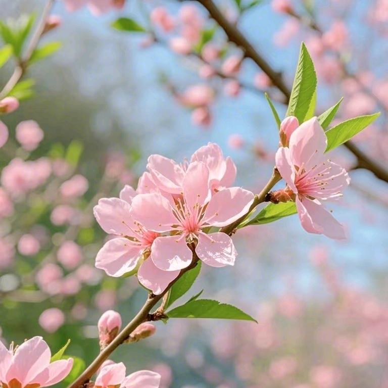 榨粉加青椒