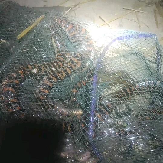 鳝鱼王