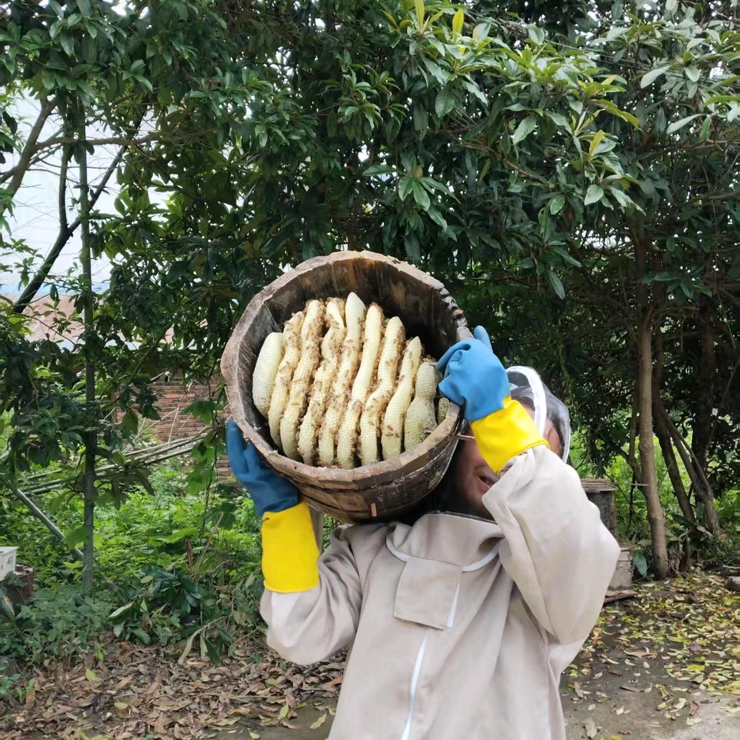 吴王蜂聪聪土蜂蜜