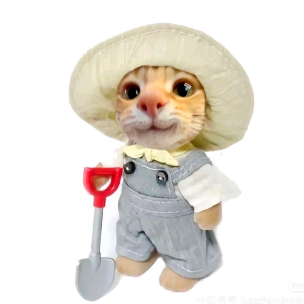 小猫不流泪