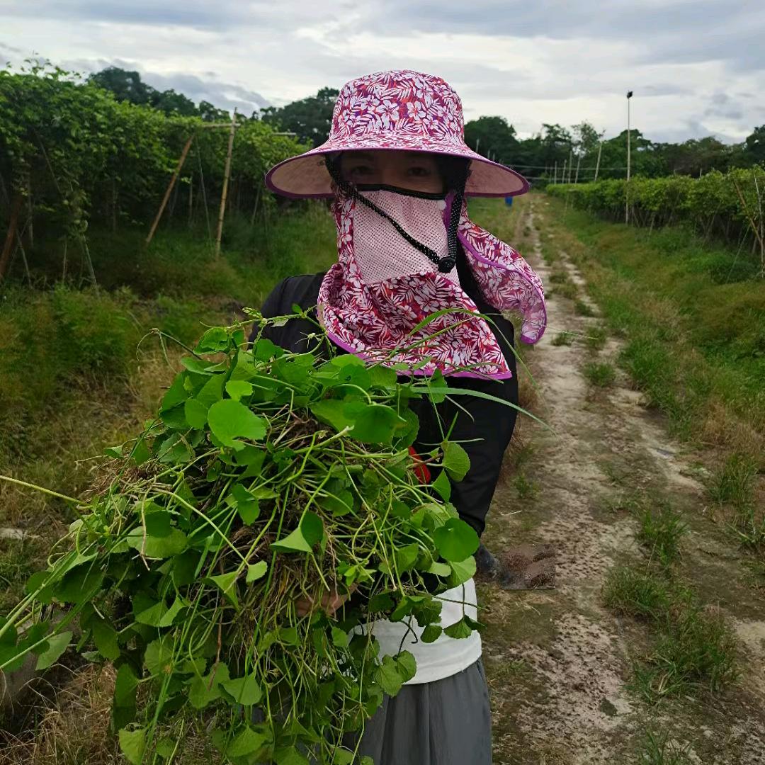 袁不悔