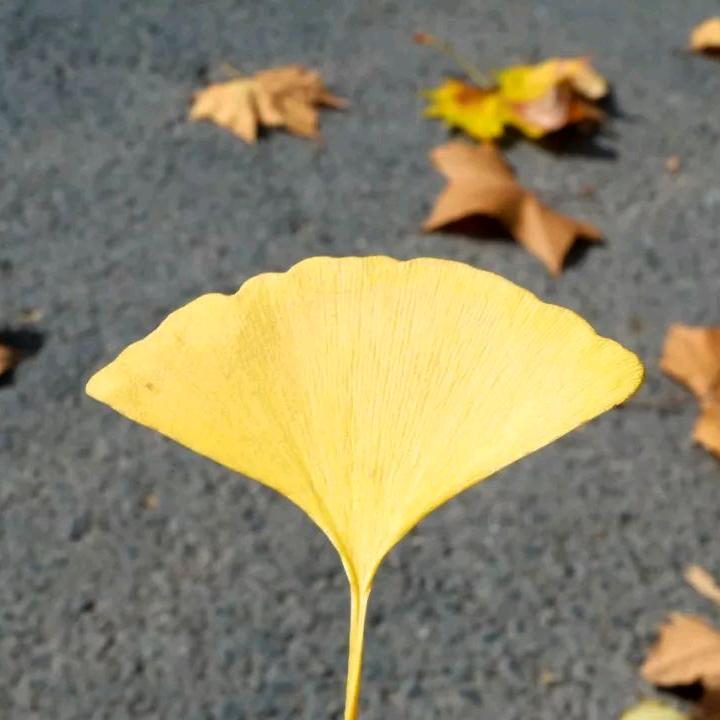 一片叶子