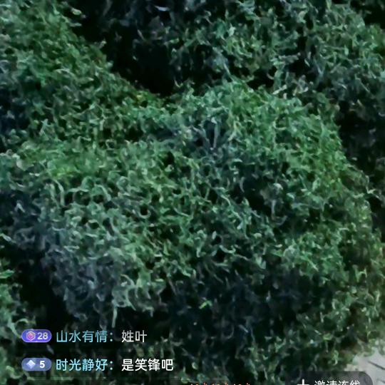 开心果