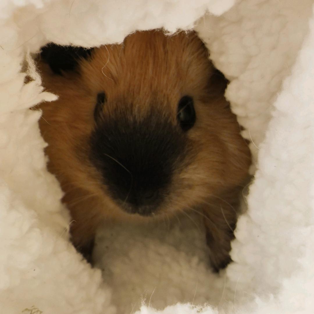 吧啦大王（留学版）