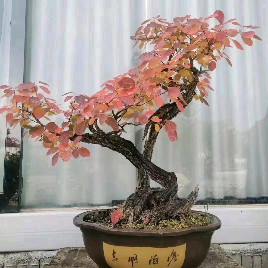 柏乐苑