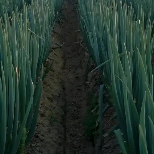 菜篮子