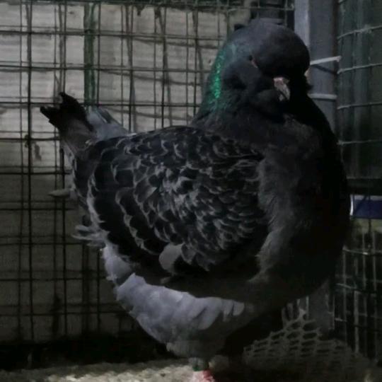 蒙森特禽-圆环元宝鸽