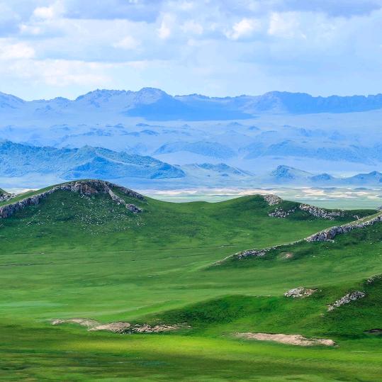 一只特立独行的羊