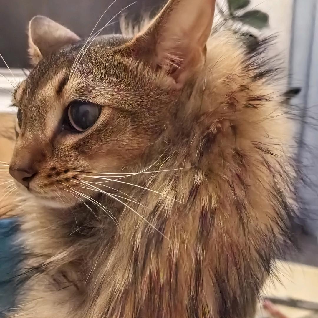 赵-闲看庭前花开花落