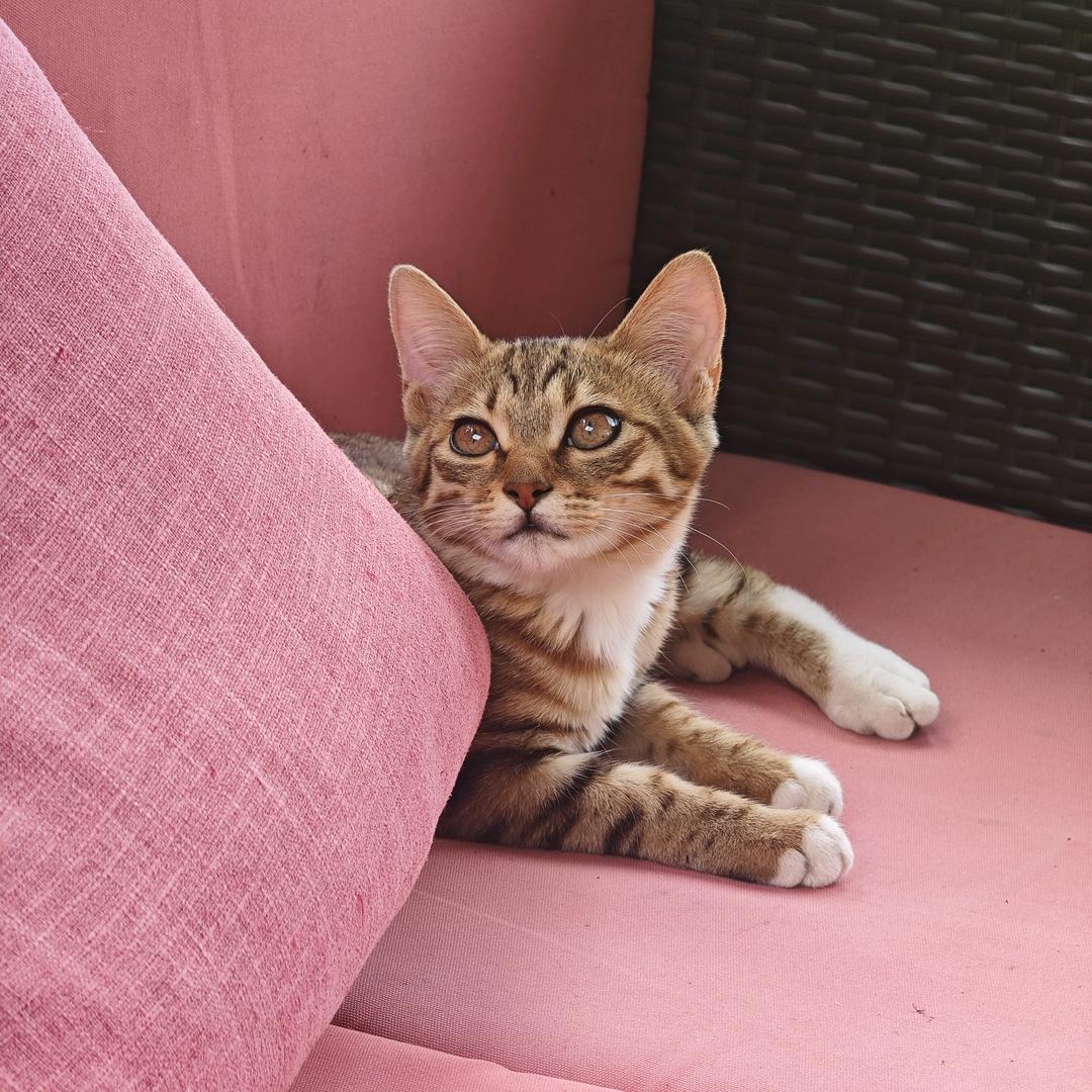 招财猫🌟