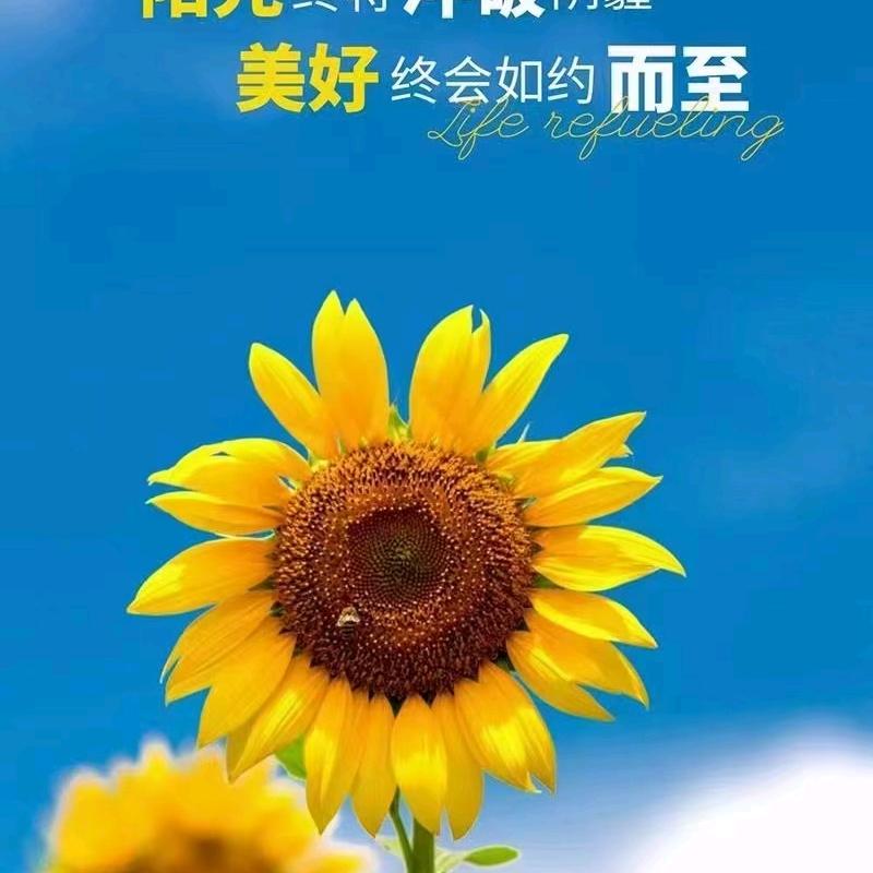 乔治哥