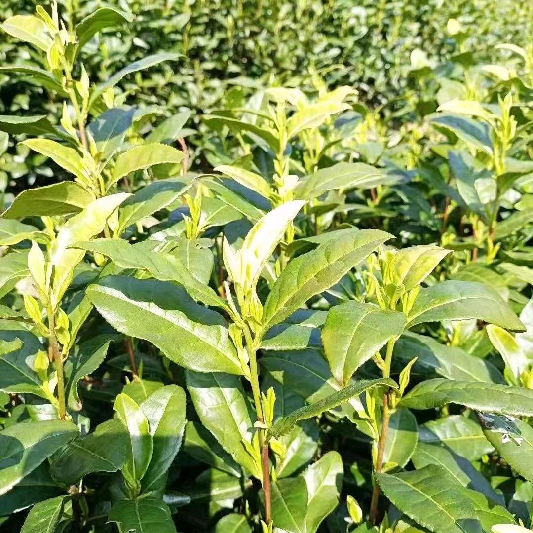 湖南飘飘4（大号同名湖南飘飘晚上7：l0