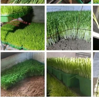 黄芽韭菜 盘载 蔬菜礼品盒  努力奋斗