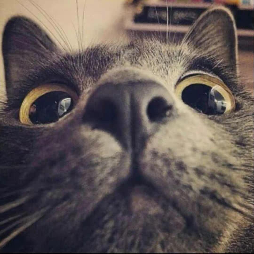 可乐不可口