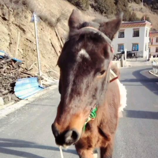 中午吃什么🐴🐴🐴