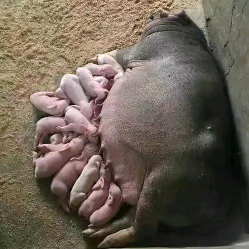 天鸿种猪繁育