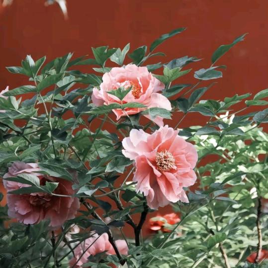 往事随风🌷