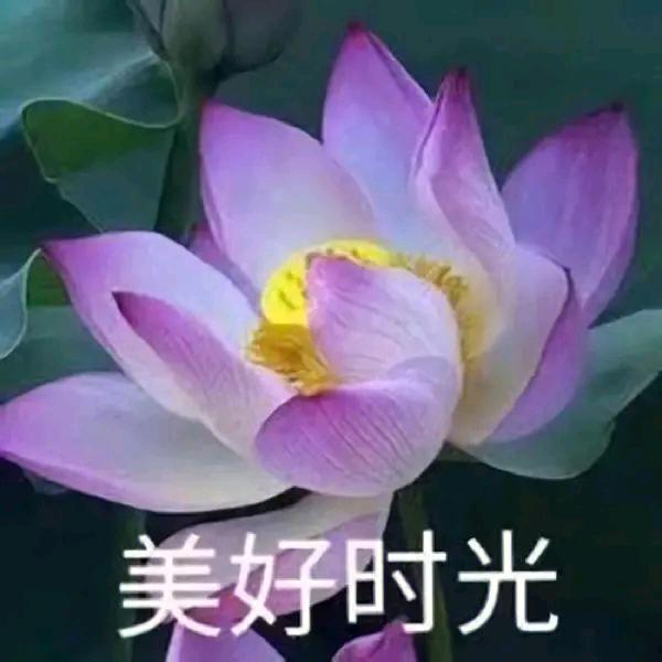 繁花似.锦