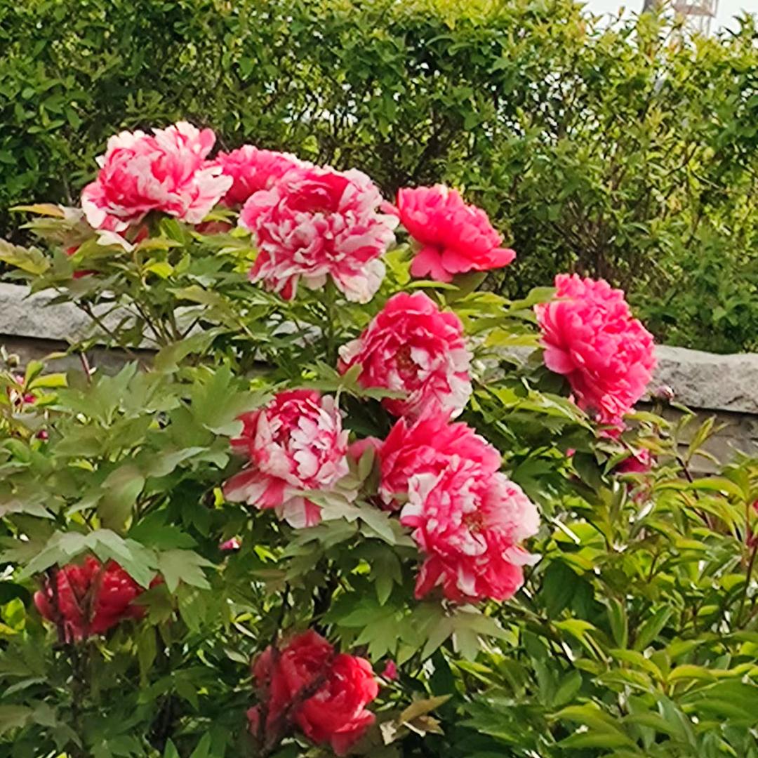 栀子花开