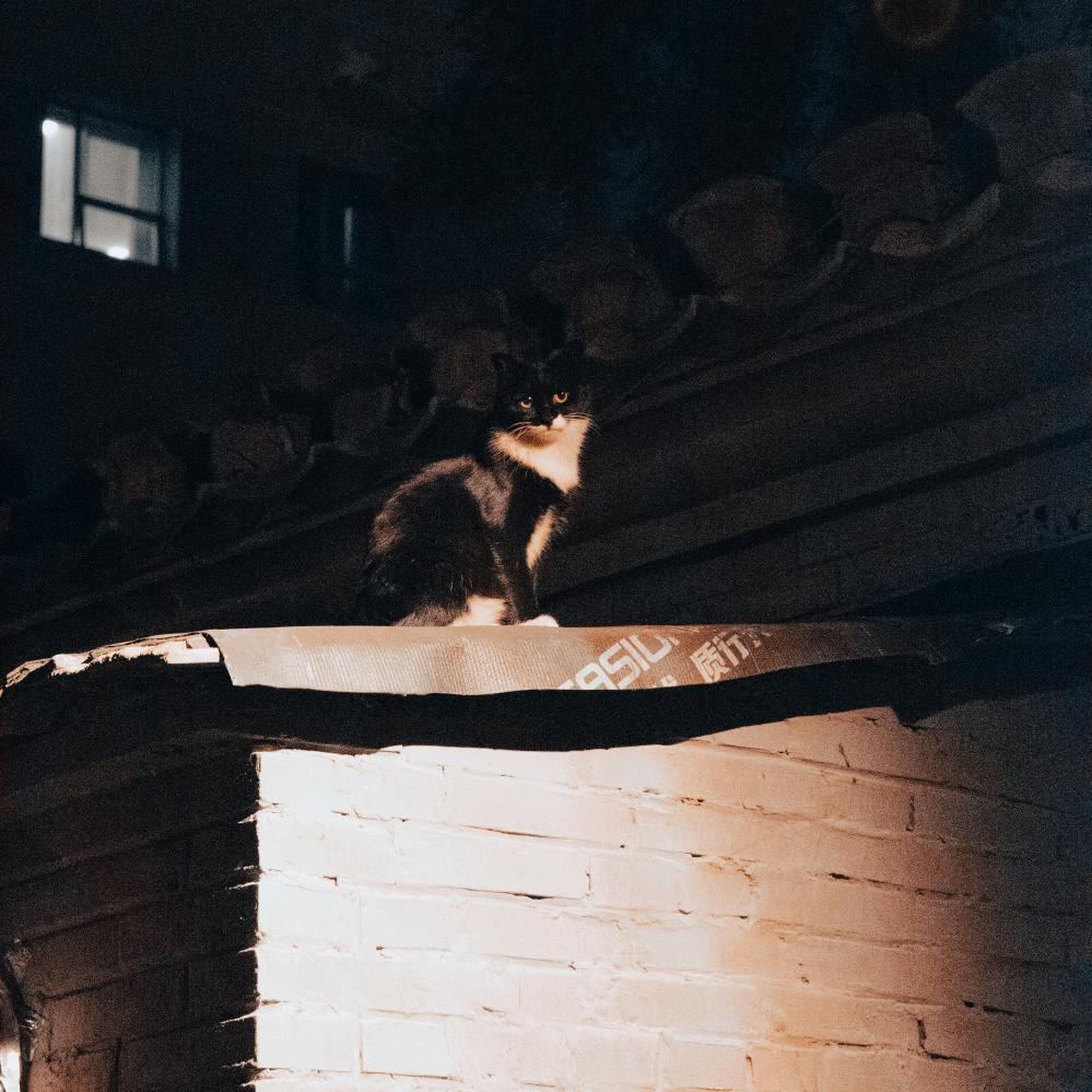 霹雳香猪🐷