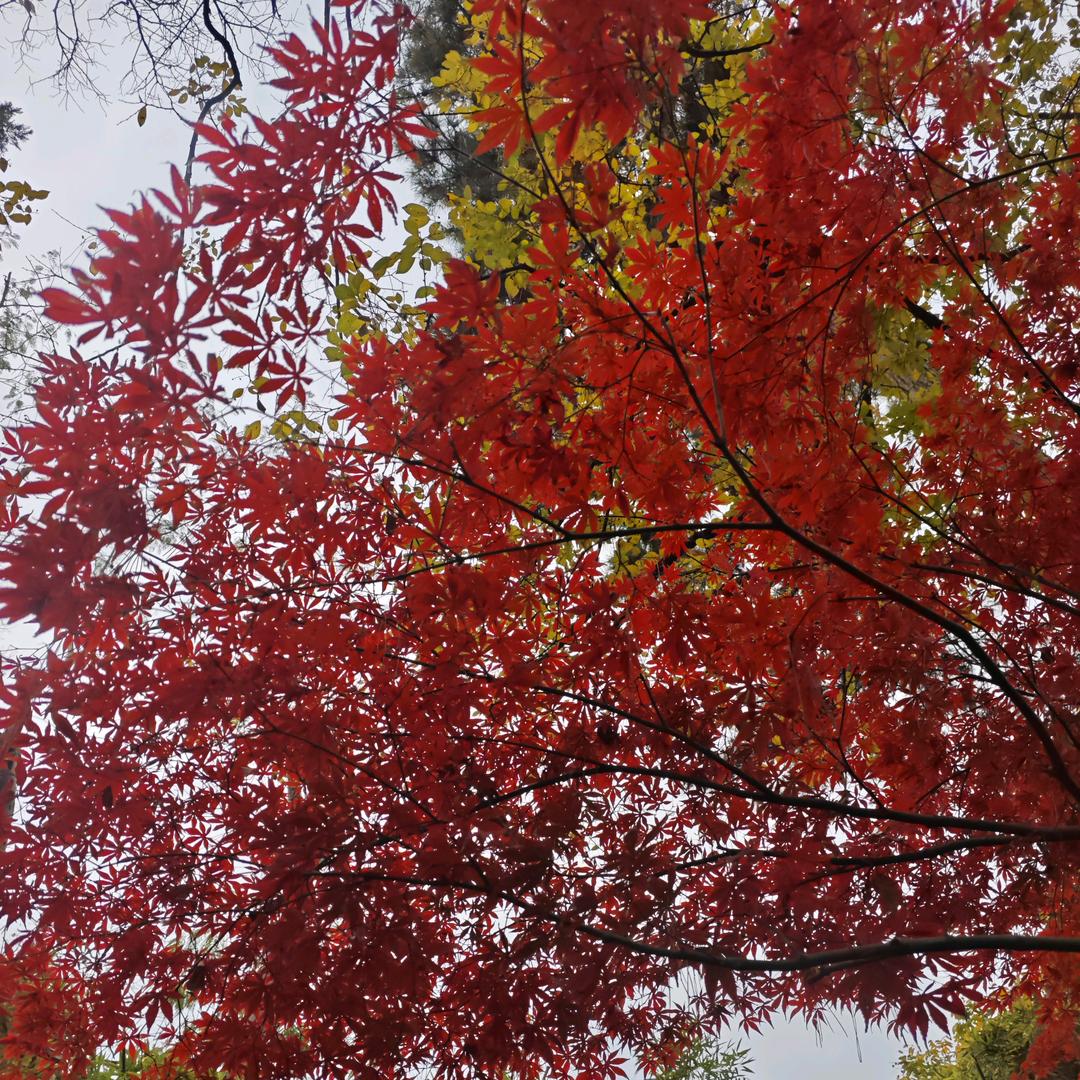 🧚‍♀️ 破茧成蝶 🦋🦋🦋