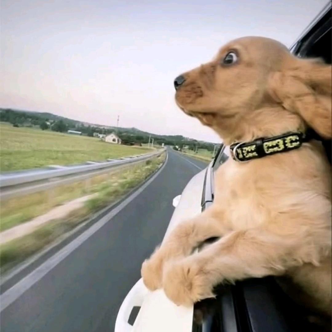 多情灌饼无情蛋