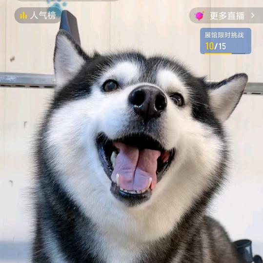 小猪
