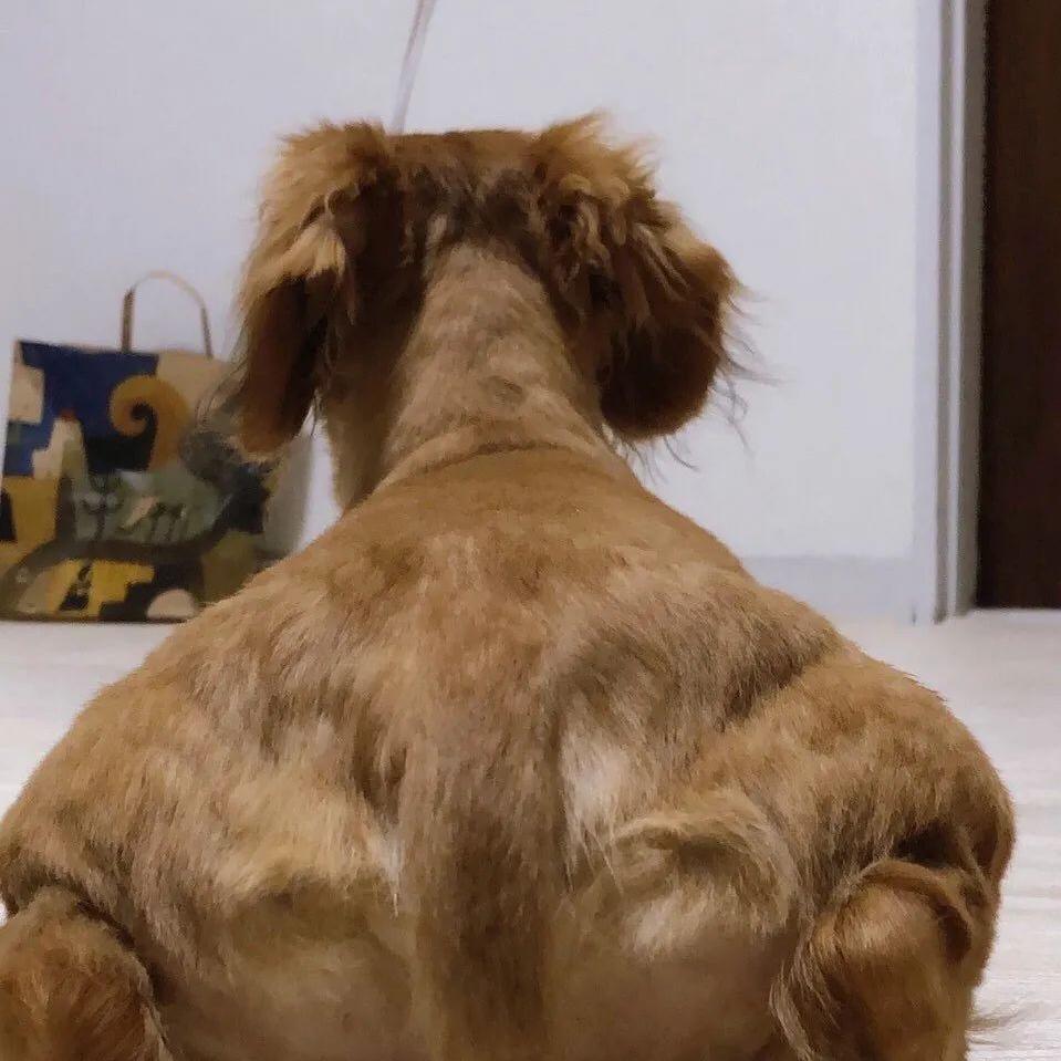 大袈裟 健美经典视频