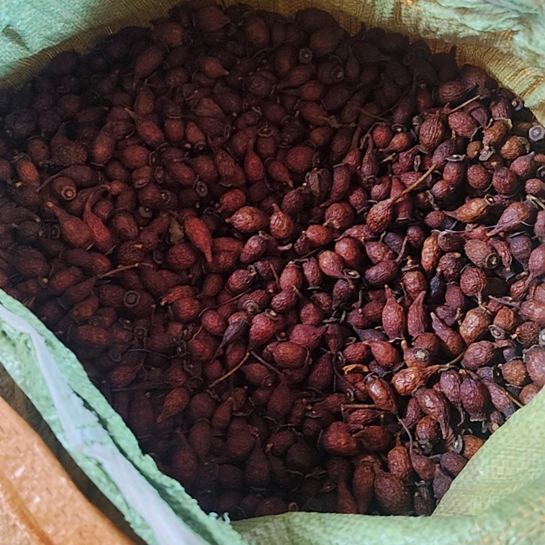 小徐做金樱子早期中期后期金樱子